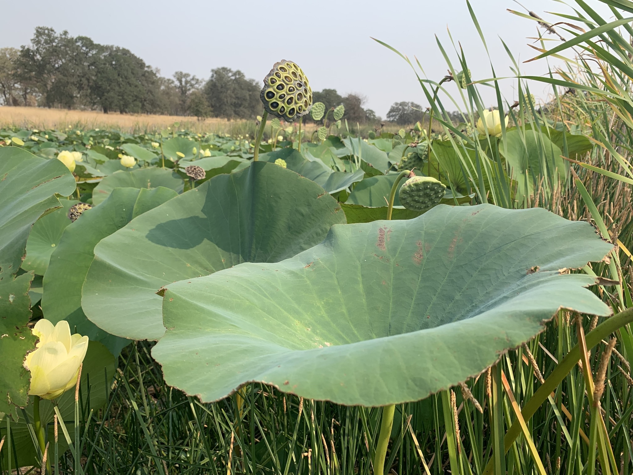 Nelumbo lutea